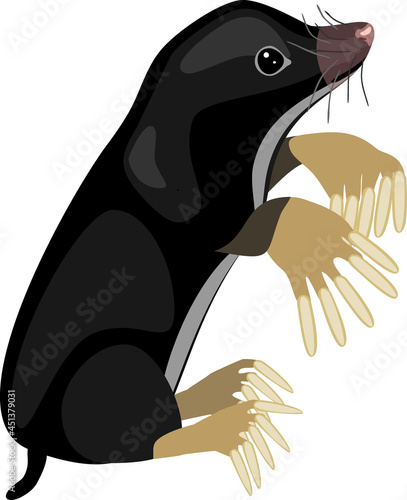 Cartoon mole isolated on white background