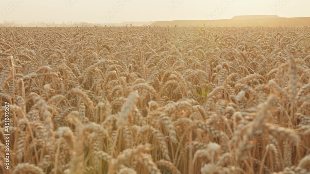 general plan of a wheat field at sunset. agricultural industry. general plan of a wheat field at sunset. agricultural industry.