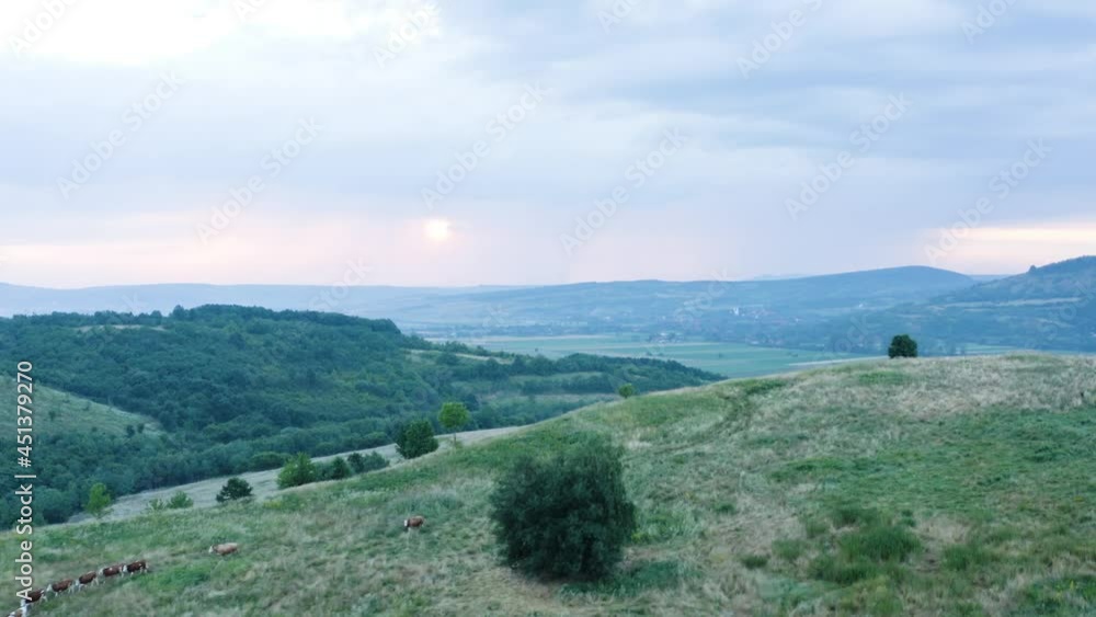 Aerial shot at sunset of cattle herd coming down from hill pastures. Roaming free. Eco friendly farming Aerial shot at sunset of cattle herd coming down from hill pastures. Roaming free. Eco friendly farming