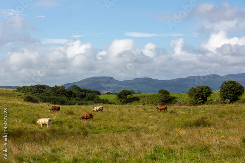 Cattle grazing in a field in the West of Ireland on an August day with mountains in the background.