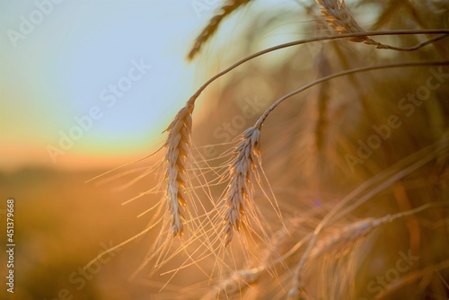 ears of wheat in the field