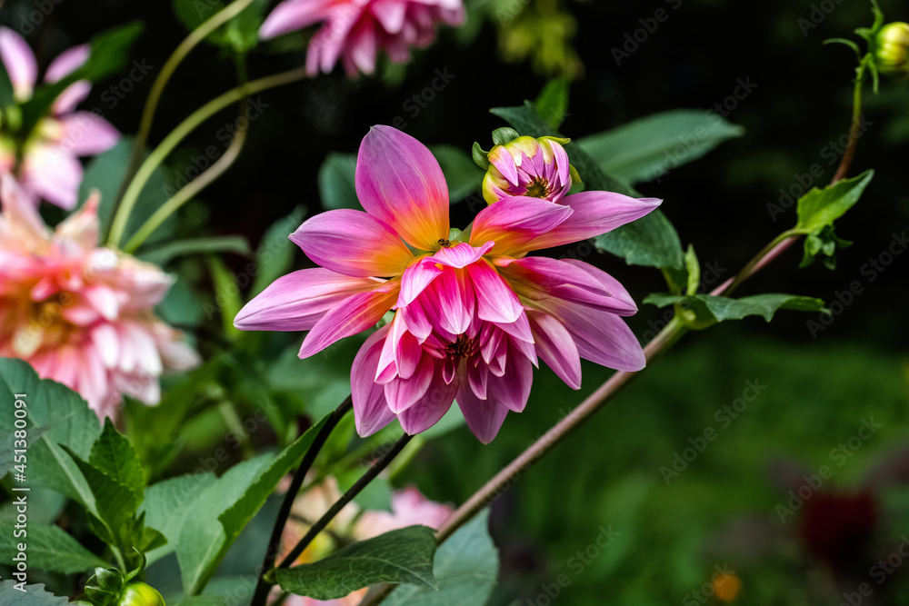 pink flowers in the garden