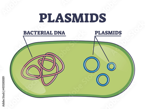 Plasmids with cells extrachromosomal DNA molecule structure outline diagram. Labeled educational inner bacterial independent replication with microbiology research visualization vector illustration.