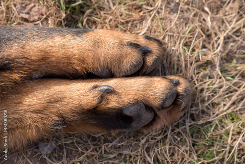 Big Beauceron dog paws close up background