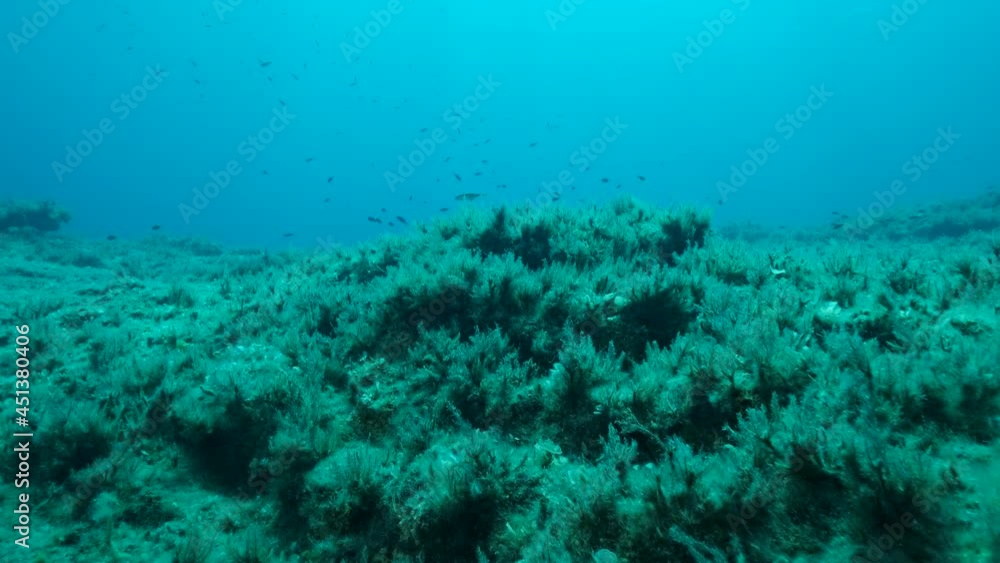 School of juvenile Mediterranean chromis fish (Chromis chromis) swims ...