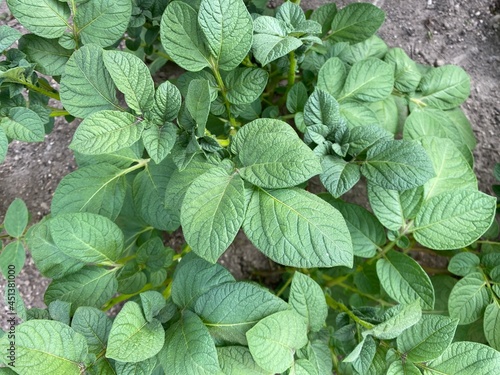 Potato leaves