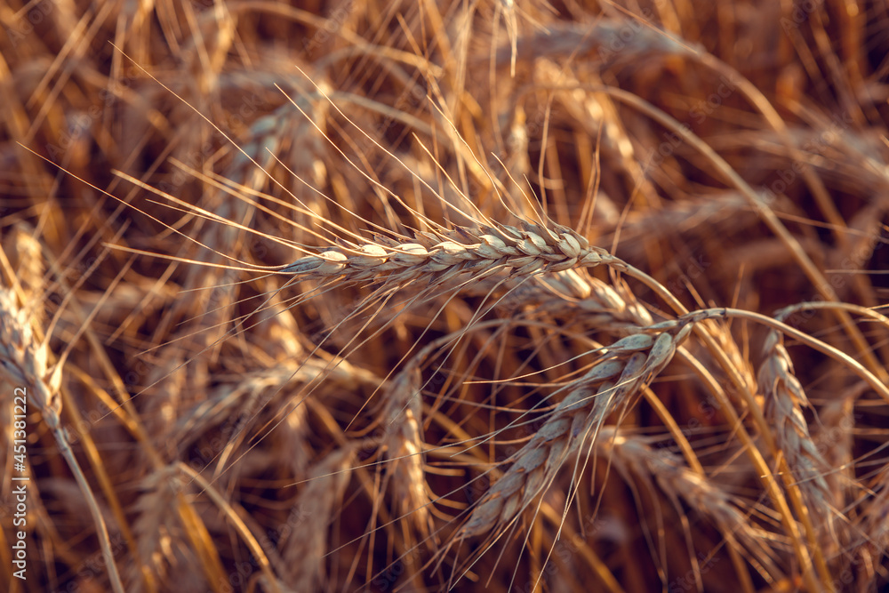 Ripe ears of wheat in the field on the setting sun. Ripe ears of wheat in the field on the setting sun.