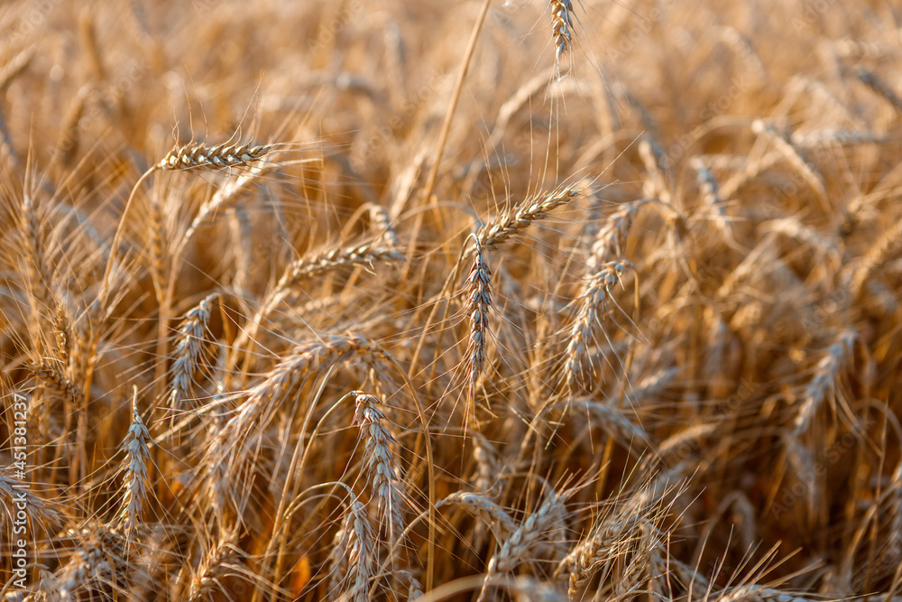 Ripe ears of wheat in the field on the setting sun. Ripe ears of wheat in the field on the setting sun.
