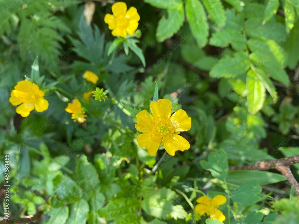 yellow flowers in the garden