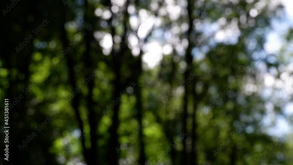 The branches of the moving trees are blurred. Sunny forest. Defocusing the background. Bokeh. The branches of the moving trees are blurred. Sunny forest. Defocusing the background. Bokeh.