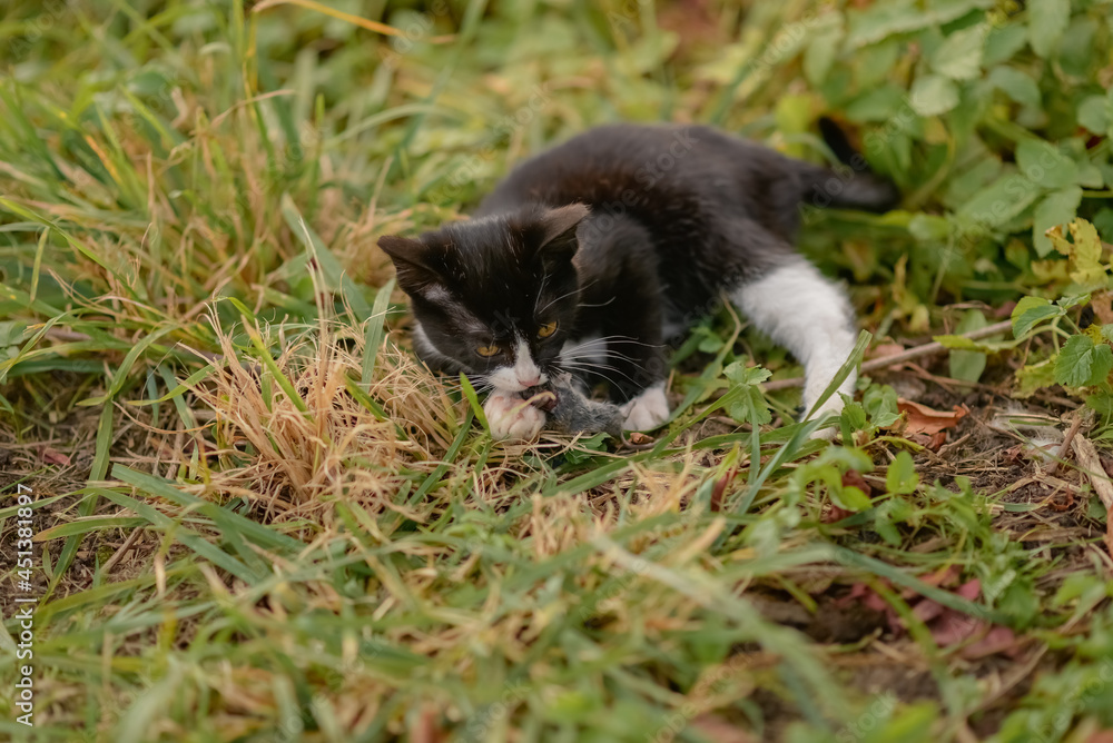 a kitten has caught a mouse and is playing with it