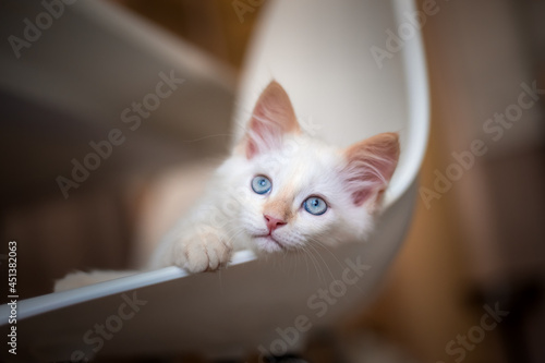 Portrait cat meows at home. Little white kitten looking at camera.  © OlgaOvcharenko