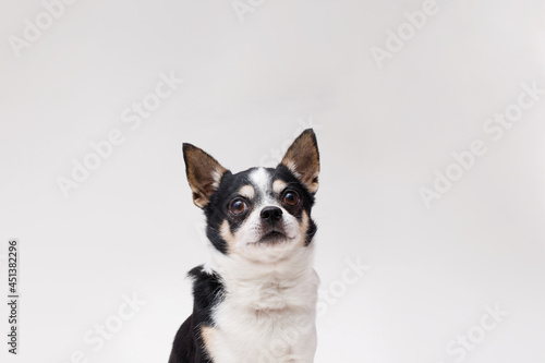 Portrait of cute puppy chihuahua. Little smiling dog on gray background. Free space for text.