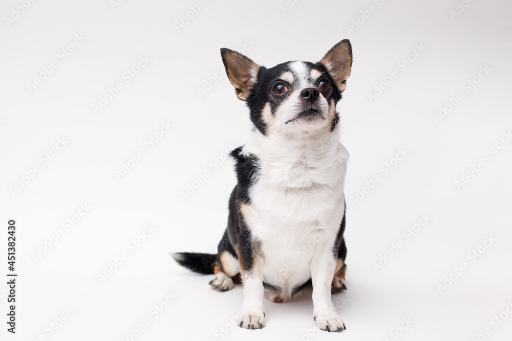 Portrait of cute puppy chihuahua. Little smiling dog on white background. Free space for text. Portrait of cute puppy chihuahua. Little smiling dog on white background. Free space for text.
