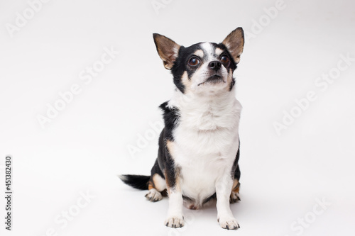 Portrait of cute puppy chihuahua. Little smiling dog on white background. Free space for text. © KDdesignphoto
