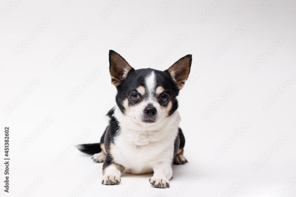 Portrait of cute puppy chihuahua. Little smiling dog on white background. Free space for text.
