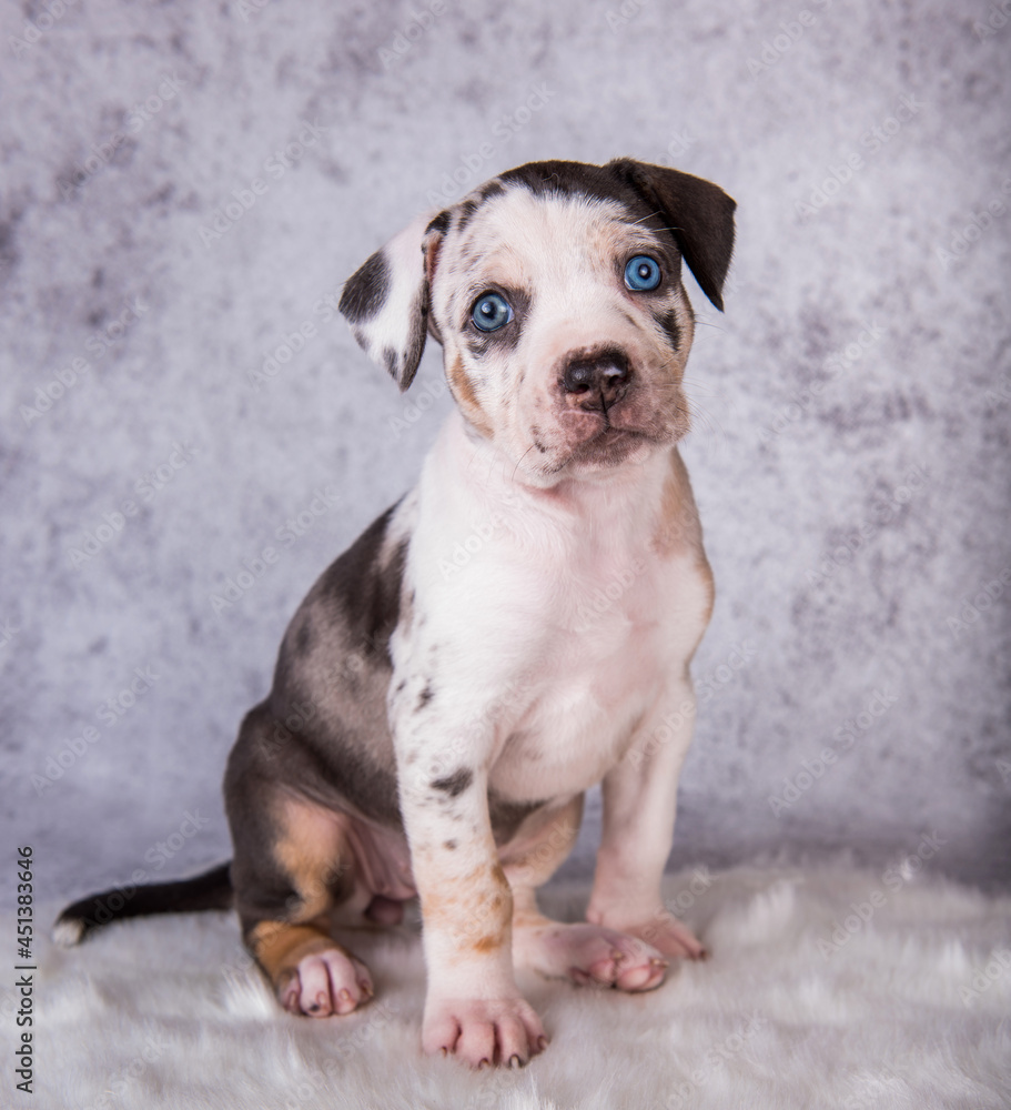 Louisiana Catahoula Leopard Dog puppy sitting on gray Louisiana Catahoula Leopard Dog puppy sitting on gray