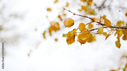 Orange and yellow color nature leaves on the branches tree in autumn forest