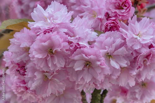 Each pink flower of the blossom of the Japanese cherry or Prunus serrulata is a work of art in itself