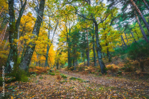 River waterfall landscape in autumn forest with orange and yellowish leaves of the trees at Guadarrama national park, Lozoya river, Spain