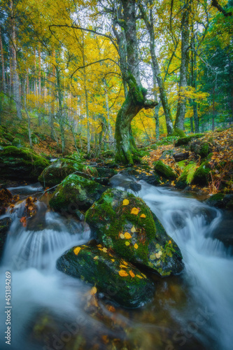 River waterfall landscape in autumn forest with orange and yellowish leaves of the trees at Guadarrama national park  Lozoya river  Spain