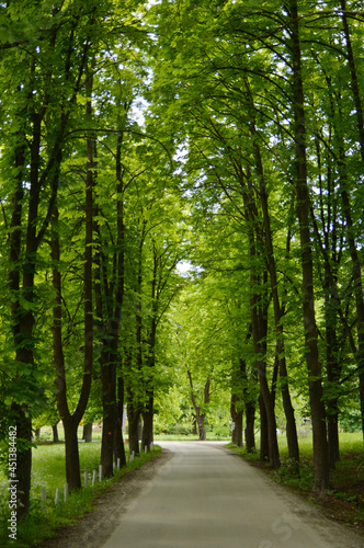 green chestnuts trees alley