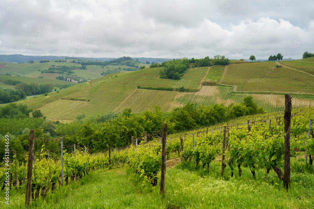 Vineyards of Monferrato near Mombaruzzo at springtime