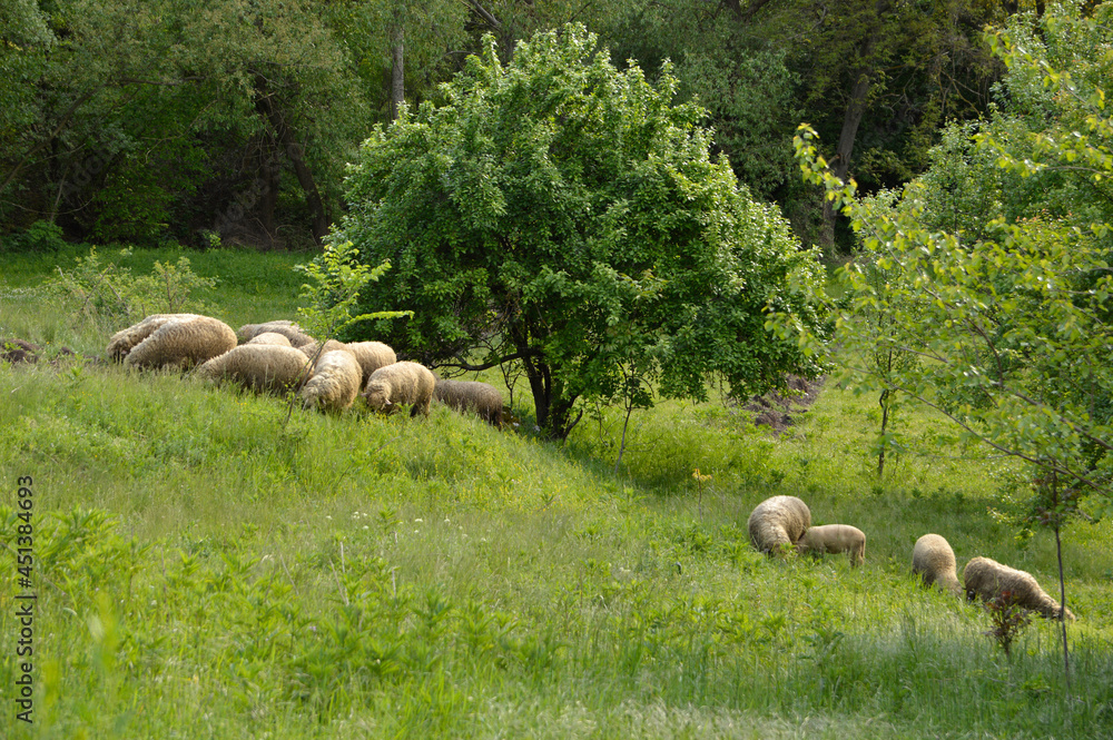 herd of sheep eating green grass herd of sheep eating green grass