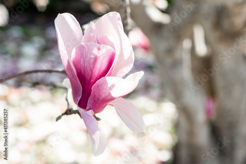 Beautiful pink magnolia flower blooming on the tree. Spring blossom