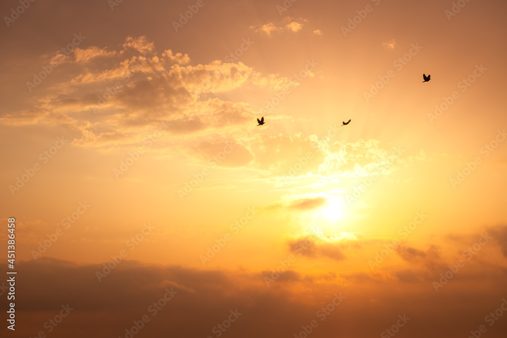 Flying seagulls over the sea against sky sunset