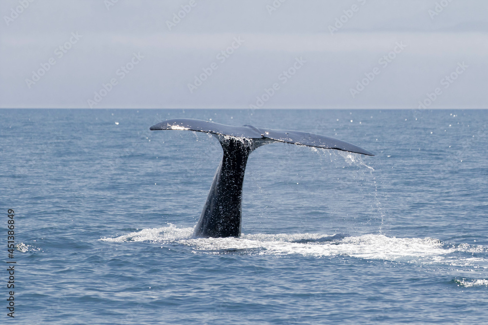 Fototapeta premium 【北海道】羅臼沖のマッコウクジラ