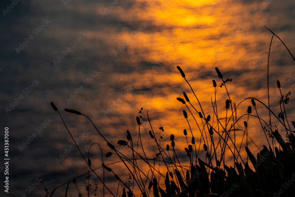 Obraz premium Water, ocean, light reflecting on waves, leaves, silhouette.