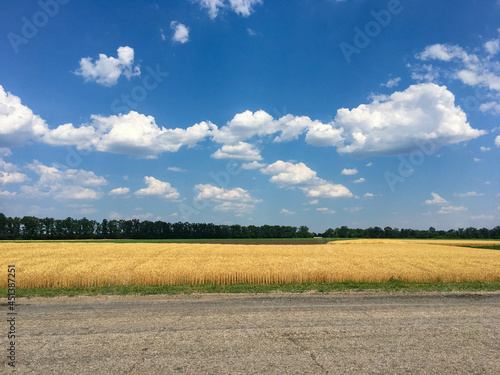 Beautiful landscape, yellow wheat field, road, trees and blue sky with white clouds