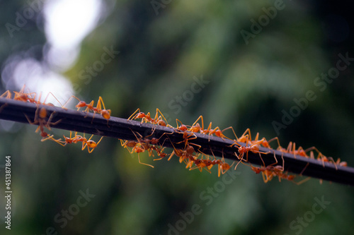 Konstfotografi a group of colonized ants is walking towards a new place