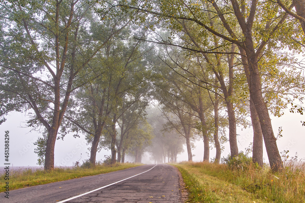 Summer foggy morning. Big trees valley. Driving Magical Poplar Forest Summer foggy morning. Big trees valley. Driving Magical Poplar Forest