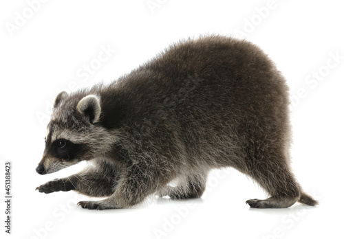Photography Cute funny common raccoon isolated on white