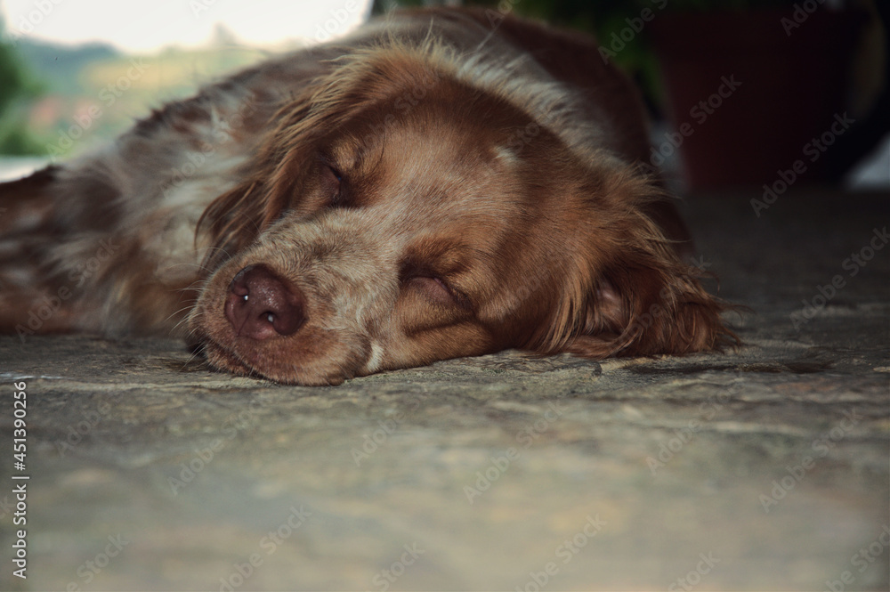 Brittany breed dog sleeping on the floor