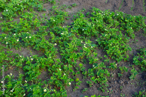 strawberries bloom with white flowers