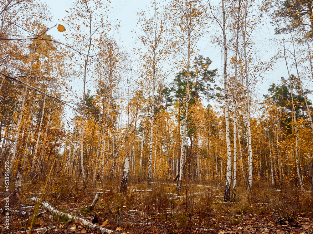 Fototapeta premium Autumn forest with yellow birches.