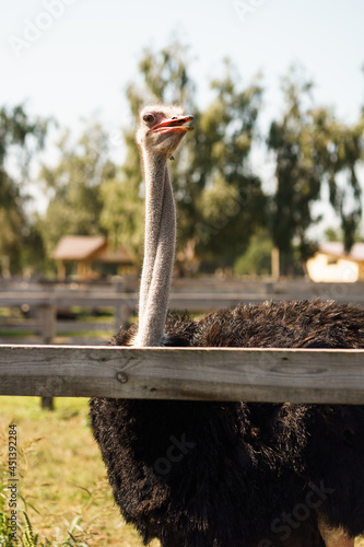 ostrich looking at you photo