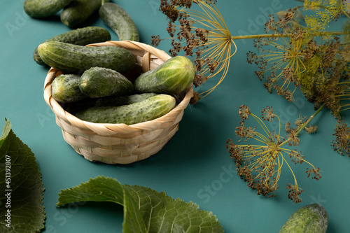 Basket full of fresh cucumbers,dill and foliage horseradish plant on the green table.Concept of pickling cucumbers