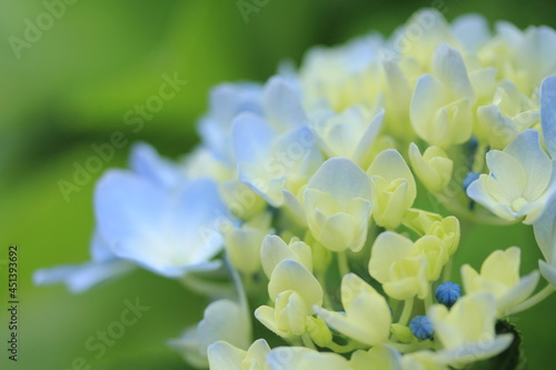 開花前の青い紫陽花