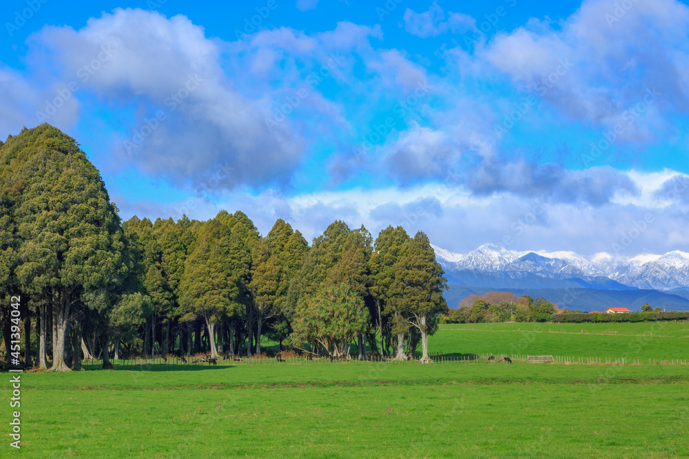 Farming country in the lower North Island of New Zealand. In the foreground is a grove of native kahikatea trees, with the snowy Tararua mountains on the horizon Farming country in the lower North Island of New Zealand. In the foreground is a grove of native kahikatea trees, with the snowy Tararua mountains on the horizon