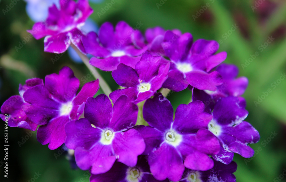 Purple Garden Verbena Flowers