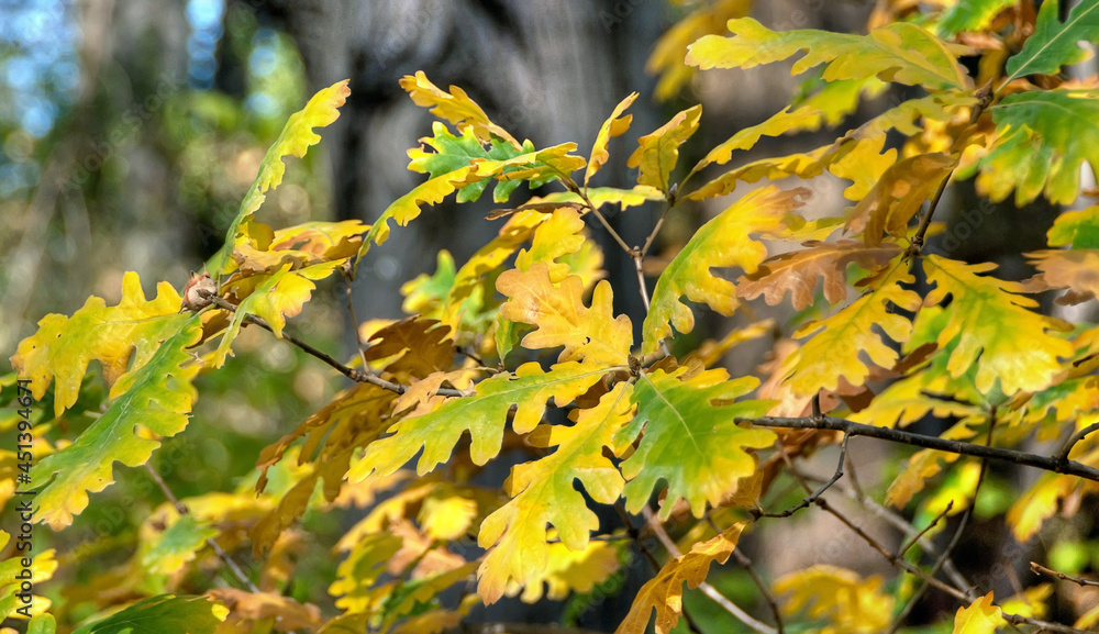 The colors of the autumn, green, yellow and orange leaves on the branches of a tree in the park outdoor. The colors of the autumn, green, yellow and orange leaves on the branches of a tree in the park outdoor.