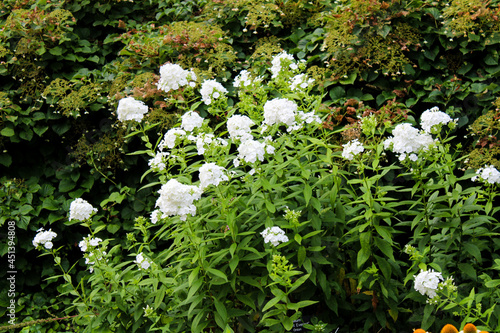 Blossoming White Floralscape