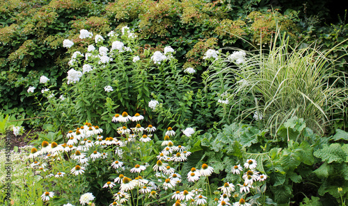 Flowering White Floralscape