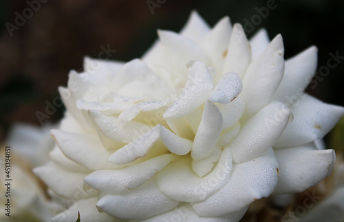 Macro Shot of Moondance Rose