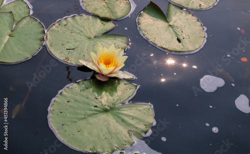 Pastel Yellow Water Lily