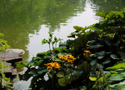 Yellow Blooming Flowers Near Green Pond